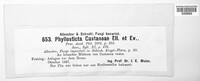 Phyllosticta castaneae image